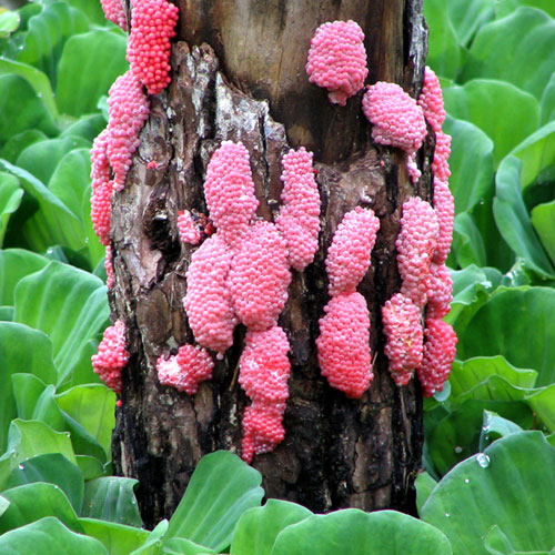 福寿螺在水域附近产的卵块（图中粉红色），图片来源http://commons.wikimedia.org/wiki/File:Pomacea_canaliculata_eggs_on_Pistia_stratiotes.jpg