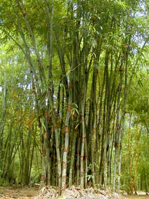 Piccola scopa domestica tradizionale, paglia di bambù rattan miscanthus  intrecciato senza elettricità statica