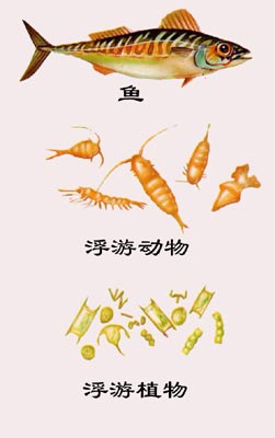 图4:海洋浮游植物-浮游动物-鱼的食物链关系示意图