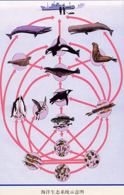 图5海洋生态系统示意图