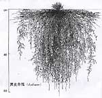 黑麦草发达的根系
