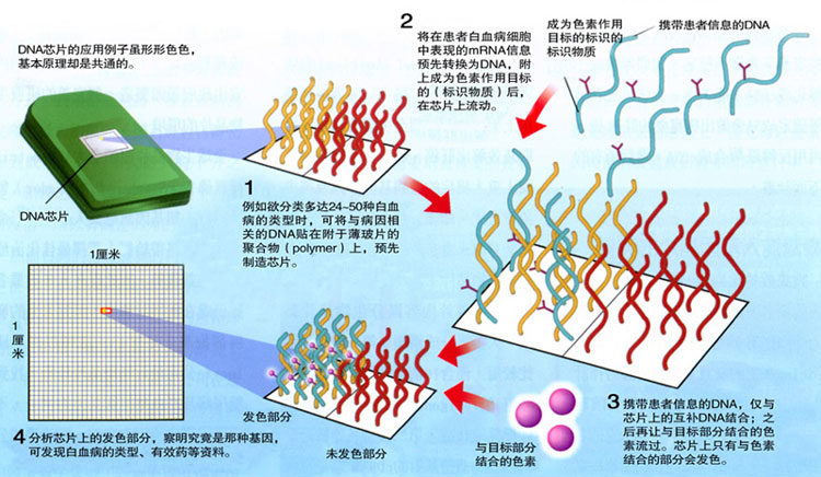 基因芯片的基本原理