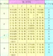 dna与基因            阐明遗传密码这个难题,在1961年终于露出一线