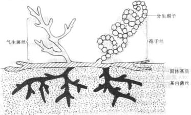 微生物馆_中国科普博览