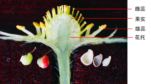 发育中果实的纵剖可以看出,每个雌蕊形成的小果聚生在花托上,是聚合果