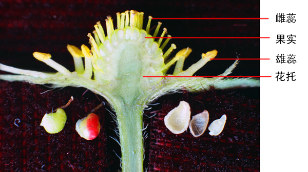 草莓发育中果实的纵剖可以看出,每个雌蕊形成的小果聚生在花托上,是