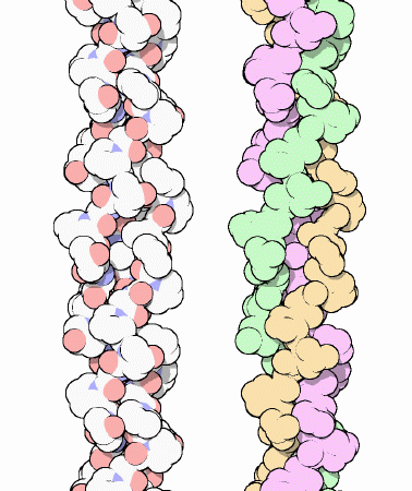 胶原蛋白的结构与功能