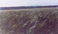 大针茅草原