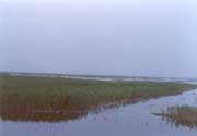 湿地生态系统