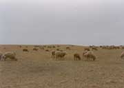春季羊群啃食过牧严重
