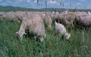 夏季羊群啃食过牧严重