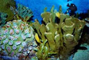 珊瑚从中的热带鱼