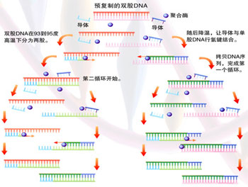 PCRԭø£Լ94OCĿDNAʹѷֿӣ¶Ƚ͵37OC1ңʱһӾͻᰴƵԭĿDNAÿͨԶλٽ¶ߵ72OCڸDNAۺøĴ߻£ĿDNAΪģ壬DNA췴ӦһPCRѭֻ3ңʹĿDNA1γµĿDNAʹһ̨PCRǿڼСʱھɶָƣɼʮڸDNAƬΡ