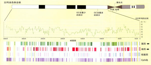 22Ⱦɫȫòͼе12ʾλãͷʾϢĶȡɵ1к͵2п֪ŴϢλDNA˫ɵһɡ3ʾǼٻλá4ʾCPGλãCPGʾôܻлڡͼʾGCʺͰणռGCжĲ֣ȽϼС