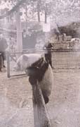 1940年大熊猫在美国圣露易斯动物园饲养展出