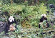 卧龙大熊猫饲养活动场