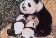 大熊猫“庆庆”