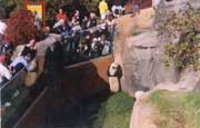 大熊猫在美国