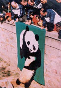 WWF官员在访问北京动物园参观大熊猫时展示WWF的会旗，好客的大熊猫迎上去与会旗上的大熊猫亲切握手