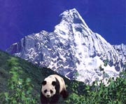 熊猫之乡――卧龙