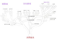 "Cenancestor"Ϊ