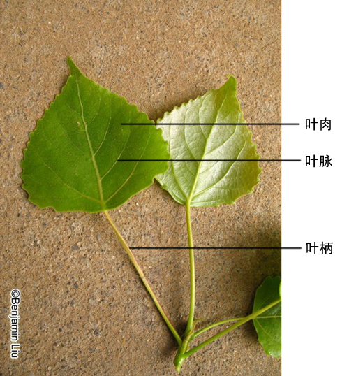 被子植物叶片的结构一般比较一致,是由表皮,叶肉和叶脉3部分所组成