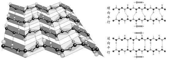 蛋白质的二级结构